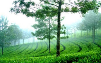Munnar Tour Package Image